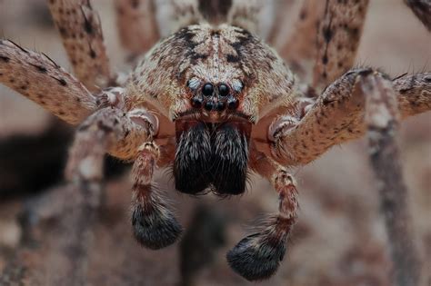 nosferatu spinne giftig für katzen